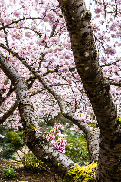 Pink cherry blossom trees