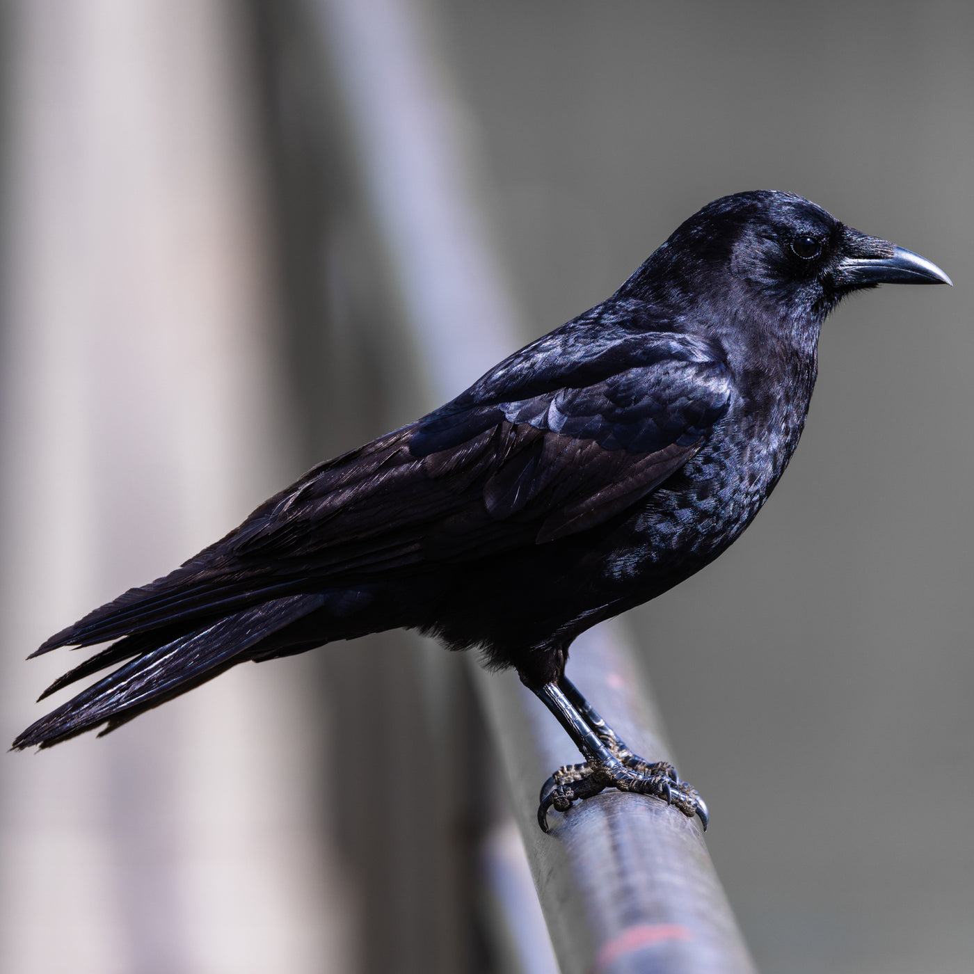 Profile of black crow perched on railing
