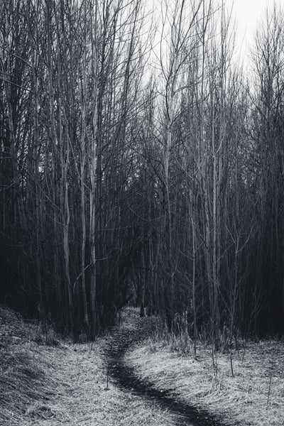 Dark narrow wooded forest with a path 